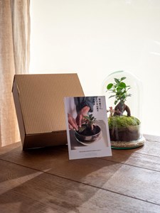 Kit terrarium diy - alma