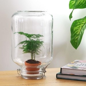 Easyplant - baby plante sous verre