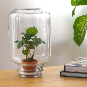 Easyplant - baby plante sous verre