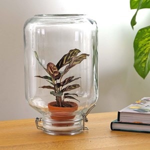 Easyplant - baby plante sous verre