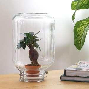 Easyplant - baby plante sous verre