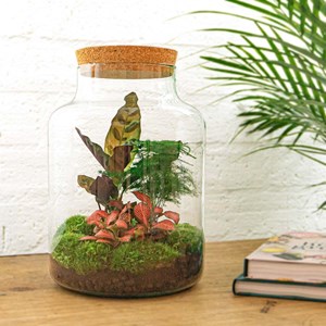 Kit terrarium diy - mila