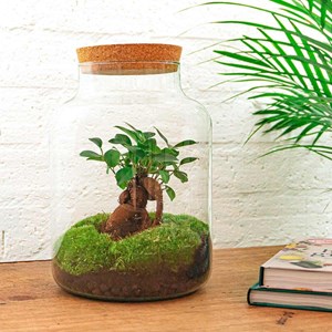 Kit terrarium diy - mila