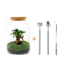 Kit terrarium diy - mila