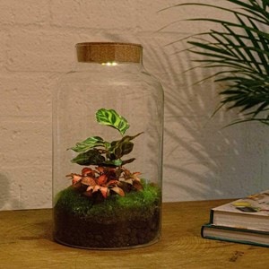 Kit terrarium diy - mila