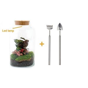 Kit terrarium diy - mila