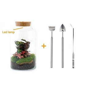 Kit terrarium diy - mila