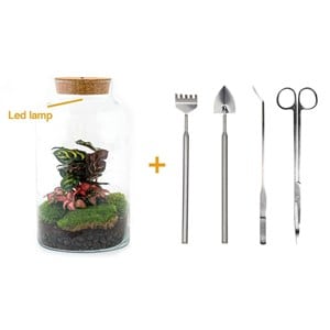 Kit terrarium diy - mila