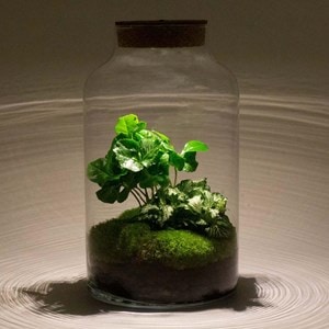 Kit terrarium diy - mila