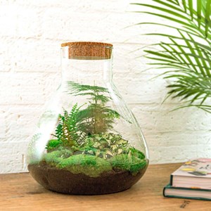 Kit terrarium diy - samos