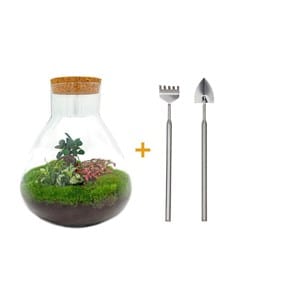 Kit terrarium diy - samos