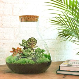 Kit terrarium diy - samos