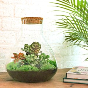 Kit terrarium diy - samos