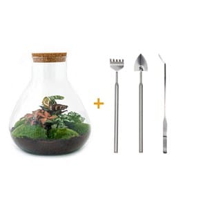 Kit terrarium diy - samos