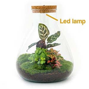 Kit terrarium diy - samos