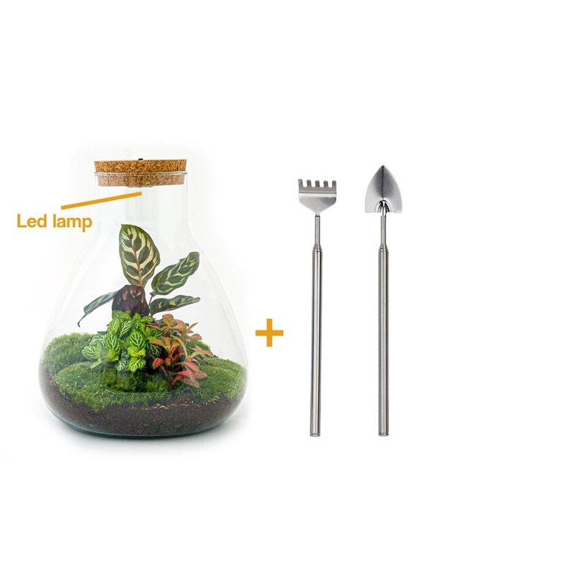 Kit terrarium diy - samos