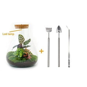 Kit terrarium diy - samos