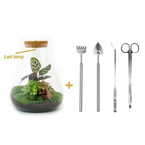 Kit terrarium diy - samos