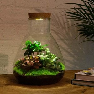 Kit terrarium diy - samos