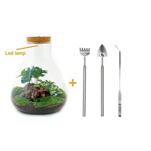 Kit terrarium diy - samos