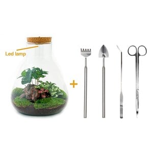 Kit terrarium diy - samos