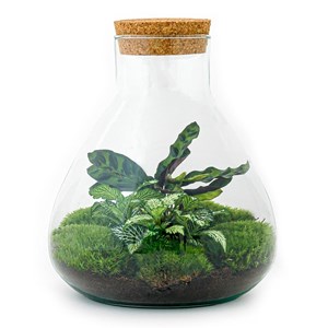 Kit terrarium diy - sama