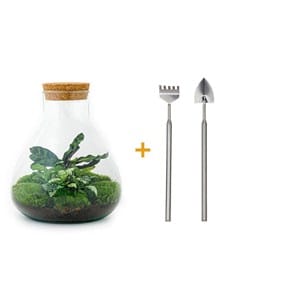 Kit terrarium diy - sama