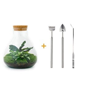 Kit terrarium diy - sama