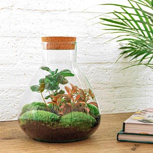 Kit terrarium diy - sama