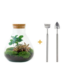 Kit terrarium diy - sama