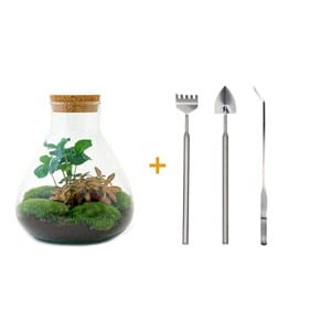 Kit terrarium diy - sama