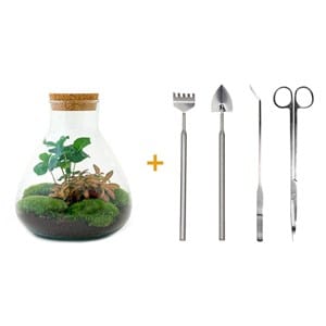 Kit terrarium diy - sama