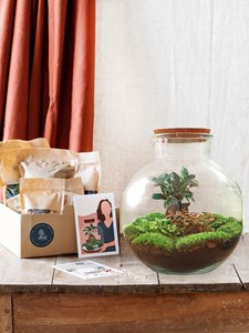 Kit terrarium diy - baobab