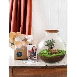 Kit terrarium diy - baobab