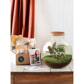 Kit terrarium diy - baobab