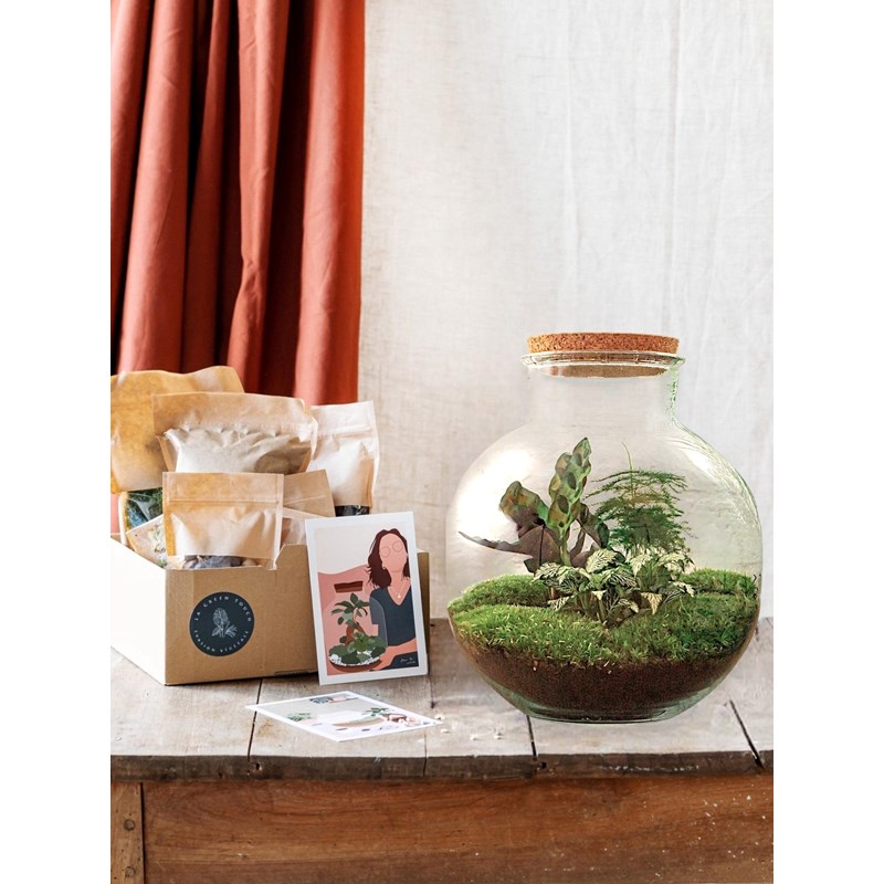 Kit terrarium diy - baobab