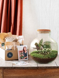 Kit terrarium diy - baobab
