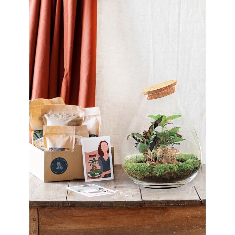 Kit terrarium diy - doorn