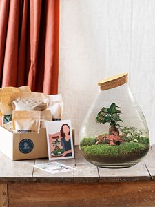 Kit terrarium diy - doorn