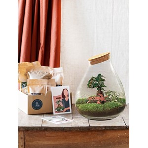 Kit terrarium diy - doorn