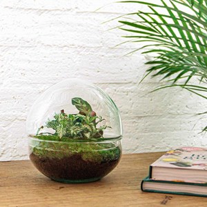 Kit terrarium diy - dome