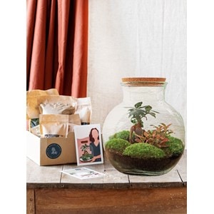 Kit terrarium diy - teddy