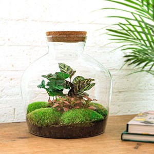 Kit terrarium diy - joy