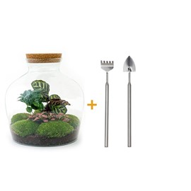 Kit terrarium diy - joy
