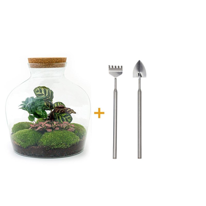 Kit terrarium diy - joy