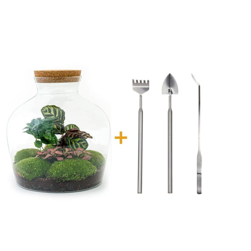 La Green Touch - Kit terrarium diy - joy