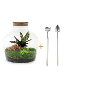 Kit terrarium diy - joy