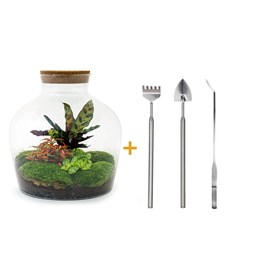 Kit terrarium diy - joy