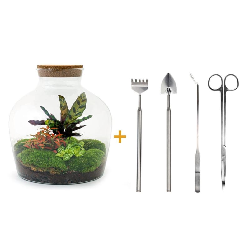 La Green Touch - Kit terrarium diy - joy