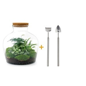 Kit terrarium diy - joy